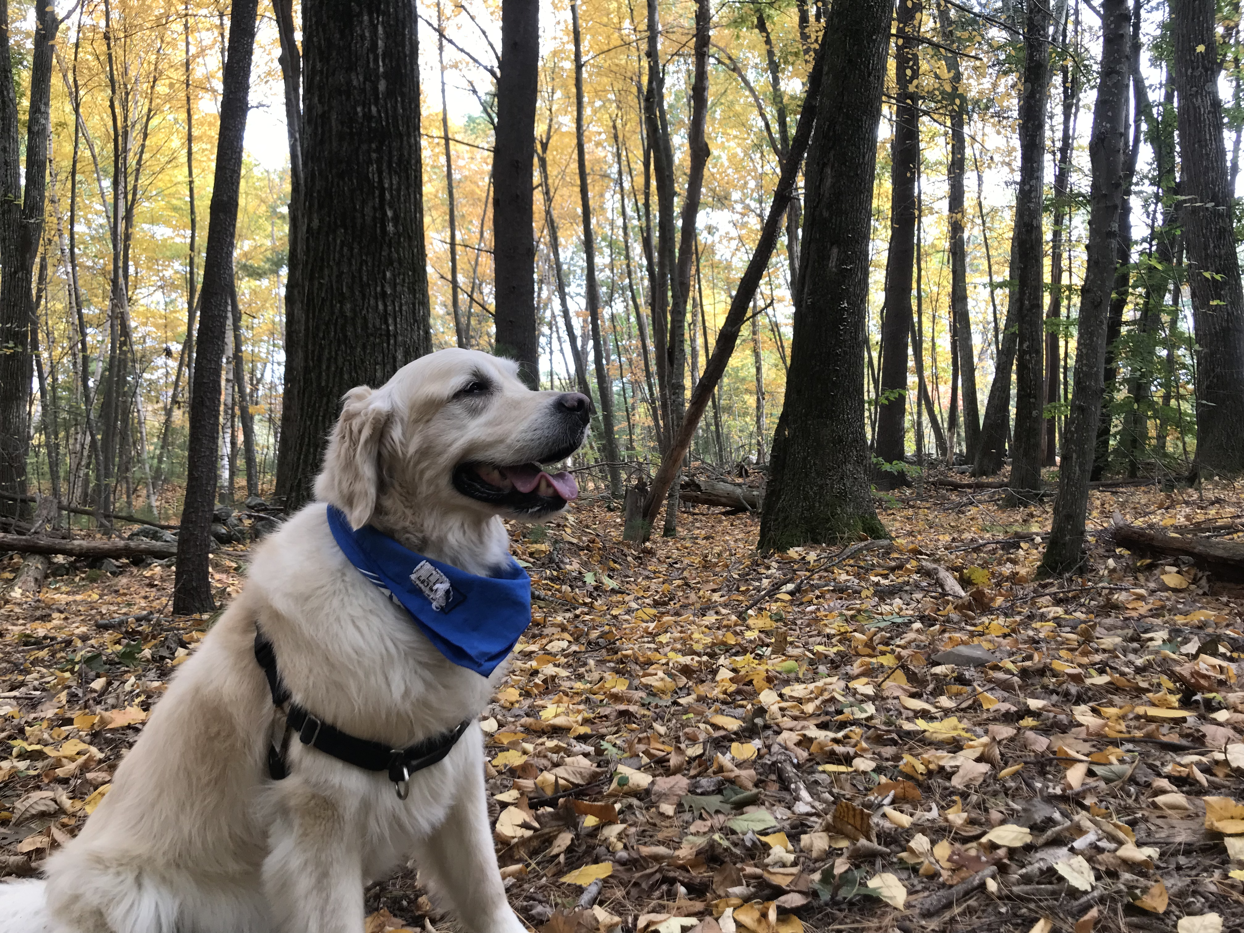 LunaBrew_Kombucha_Customer_Testimonial